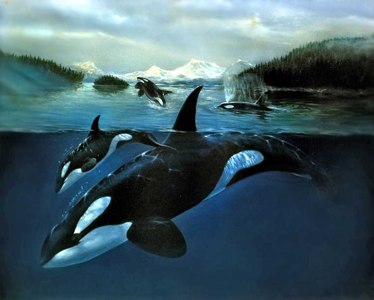 Orca Whale.jpg