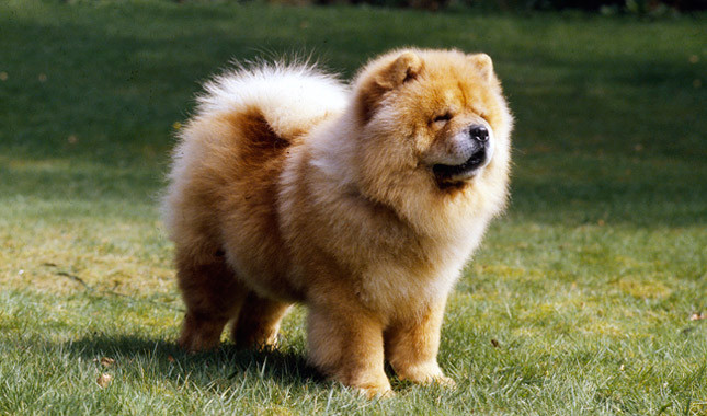 chow chow.jpg
